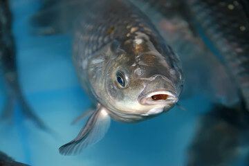 붕어즙 효능 7가지 및 부작용, 출산 후에는 몸을 돌볼 체력이 부족해서 회복을 위해 붕어즙을 자주 먹습니다.
