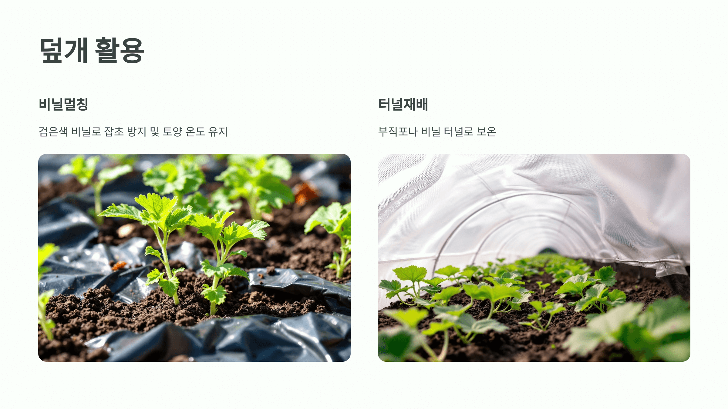 참외 사진입니다.