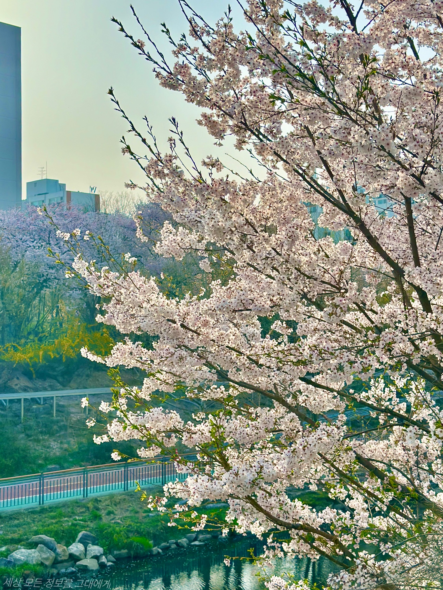 서울에 숨겨진 벚꽃 명소, TOP 5!