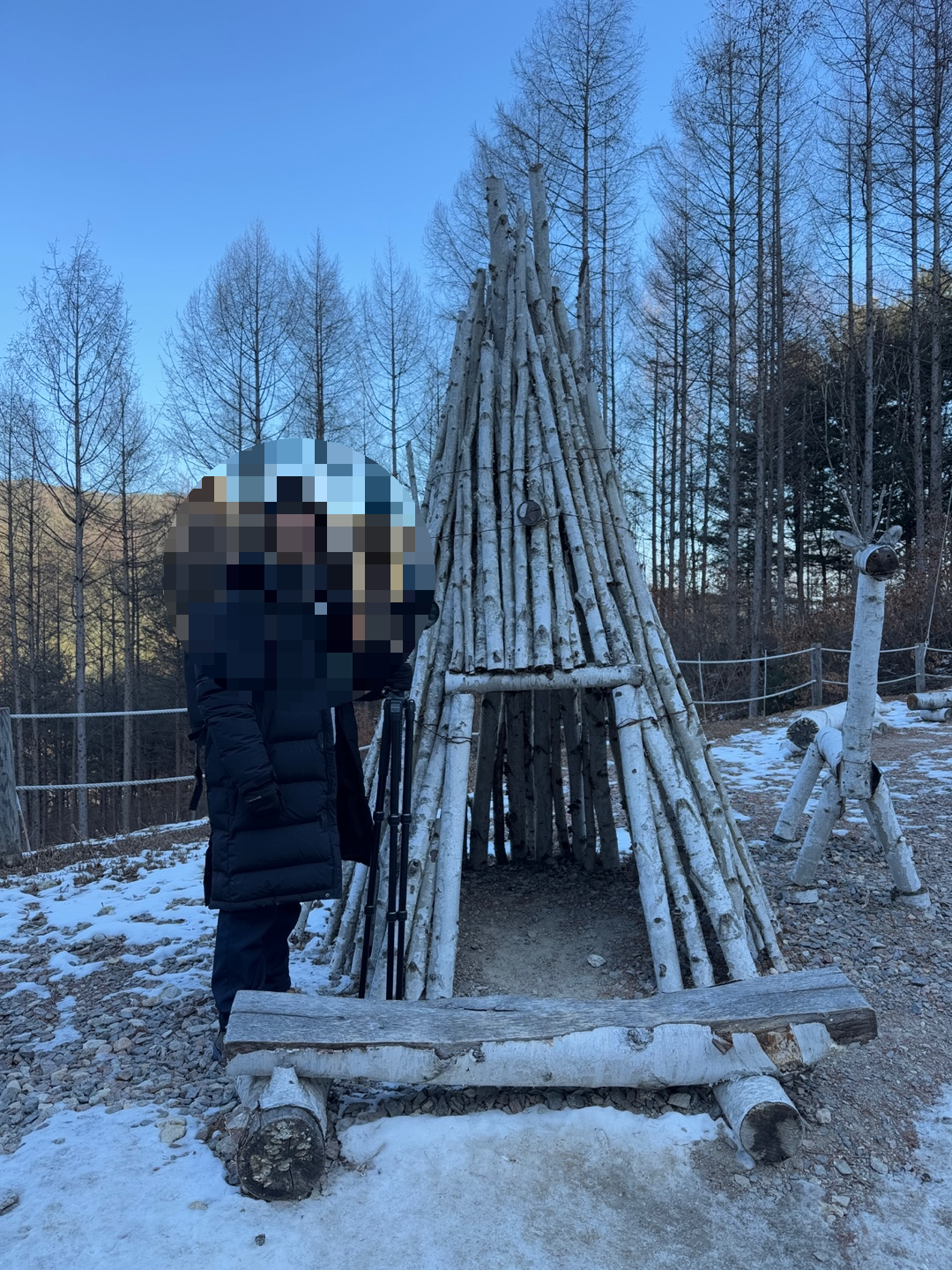 인제 자작나무숲