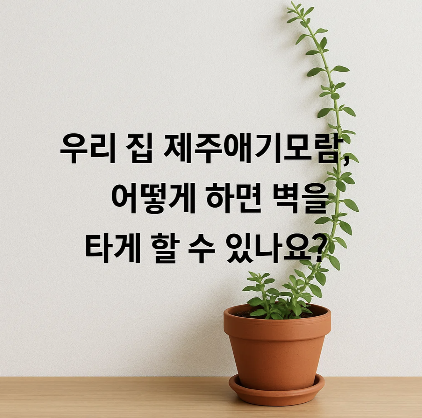 우리 집 제주애기모람, 어떻게 하면 벽을 타게 할 수 있나요?