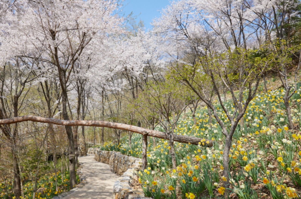 화담숲 봄 수선화 축제