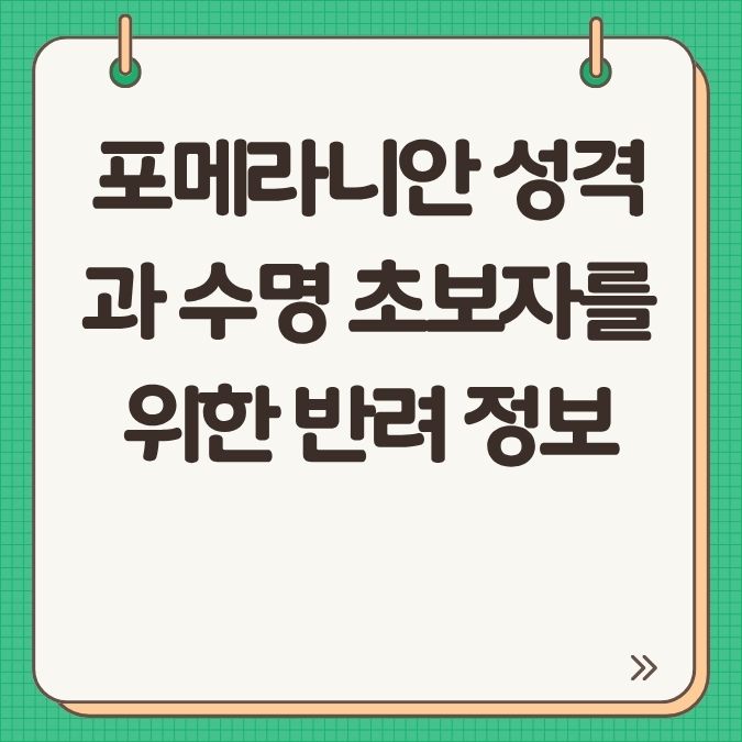 포메라니안 성격과 수명 초보자를 위한 반려 정보