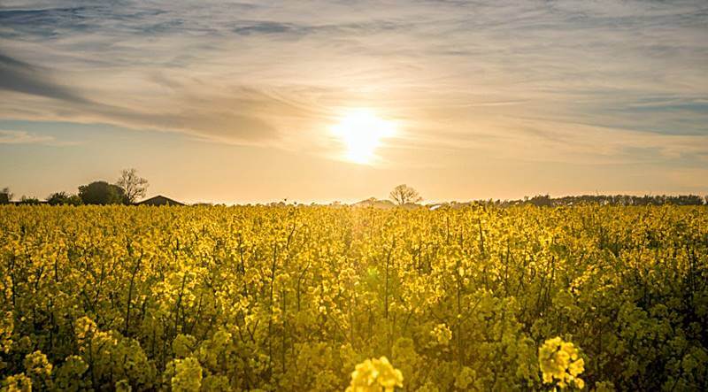노을진-유채꽃밭의-모습