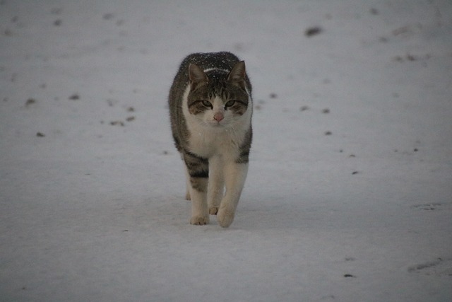 cat