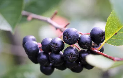 아로니아-효소-만드는법-및-효능