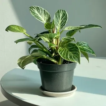 필로덴드론 물주기 지지대세우기 분갈이 비료관리 튼튼하게 키우기_6