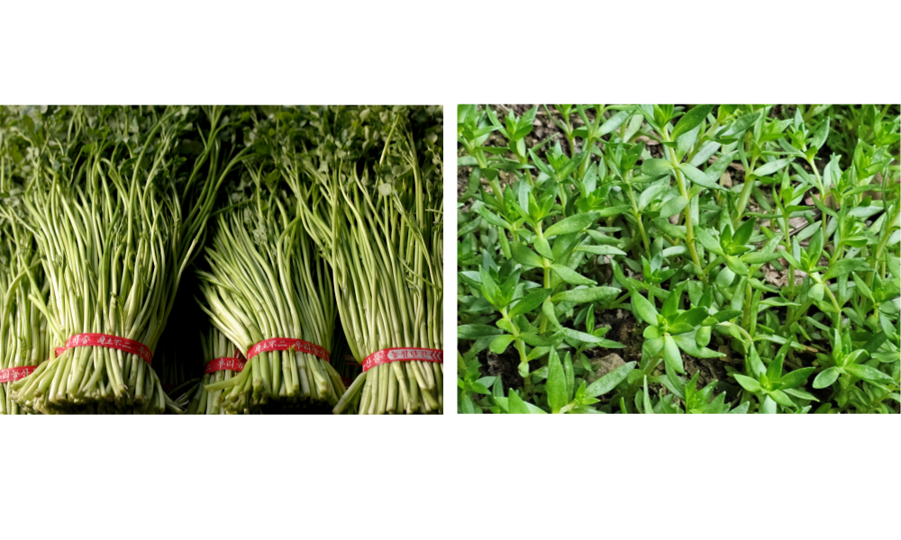 미나리와 돌나물 손질전 모습