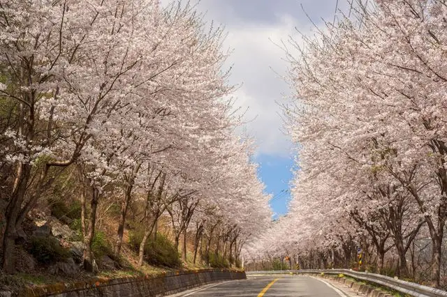 의령 한우산 벚꽃길 