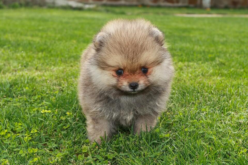 포메라니안-Pomeranian 