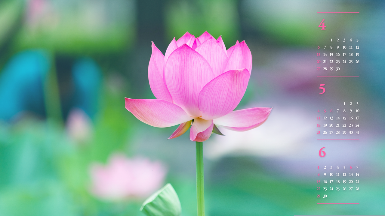 06 한 송이 연꽃 B - 2025년5월 노트북배경화면