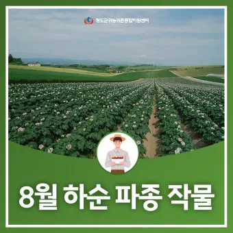 8월에 심는 밭작물 모종 채소 재배법 알아보기_17