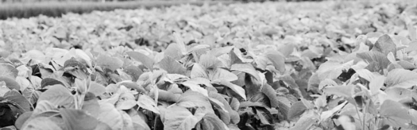 서리태 파종시기: 북주기