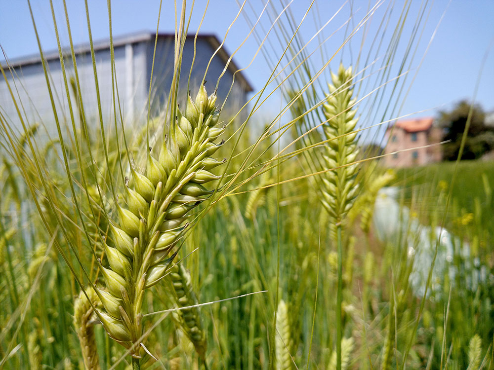 올레길 18코스: 신촌가는 옛길