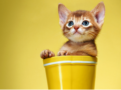 고양이가 죽는 꿈 해몽 꿈풀이 고양이 꿈