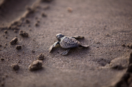 기이한 번식 방식을 가진 동물