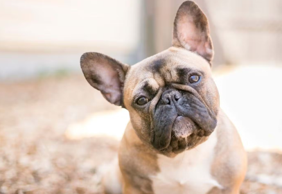 개가 고개를 갸우뚱거리다.