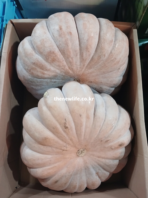 늙은호박의 영양 성분을 설명을 위해서 마트에서 촬영한 늙은 호박 실물 사진