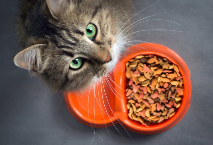 이쪽을 올려다보는 고양이와 고양이 사료.