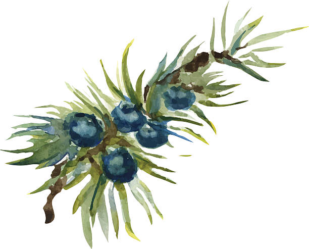 주니퍼베리 효능