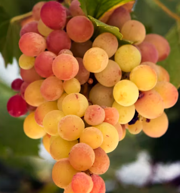 포도 효능 부작용