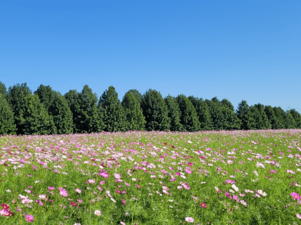구리코스모스축제-한강예술제-자전거대여 빌려타기-근처맛집-2023년.총정리
