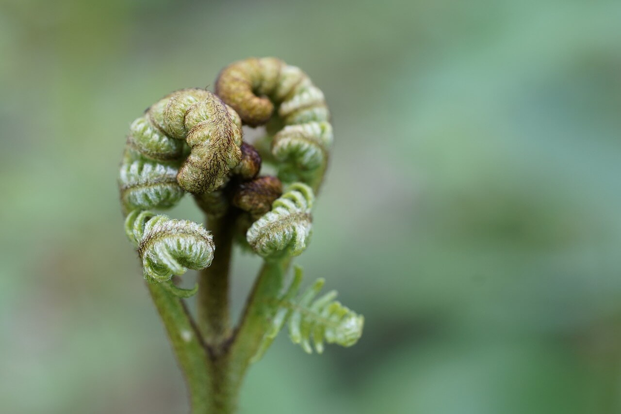 야생고사리 이미지