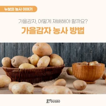 가을감자 심는시기 파종시기와 재배법_7