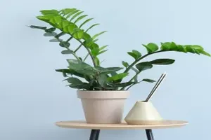 금전수