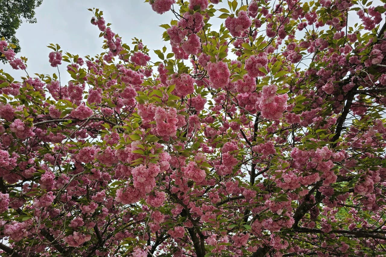 [4월 봄꽃 여행]순천 선암사❘진달래, 겹벚꽃, 홍매화, 개화시기