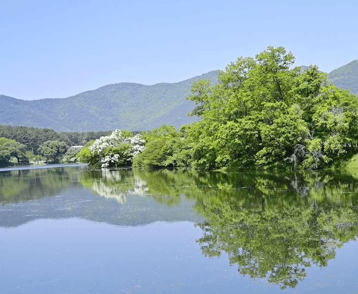 밀양위양지-이팝나무