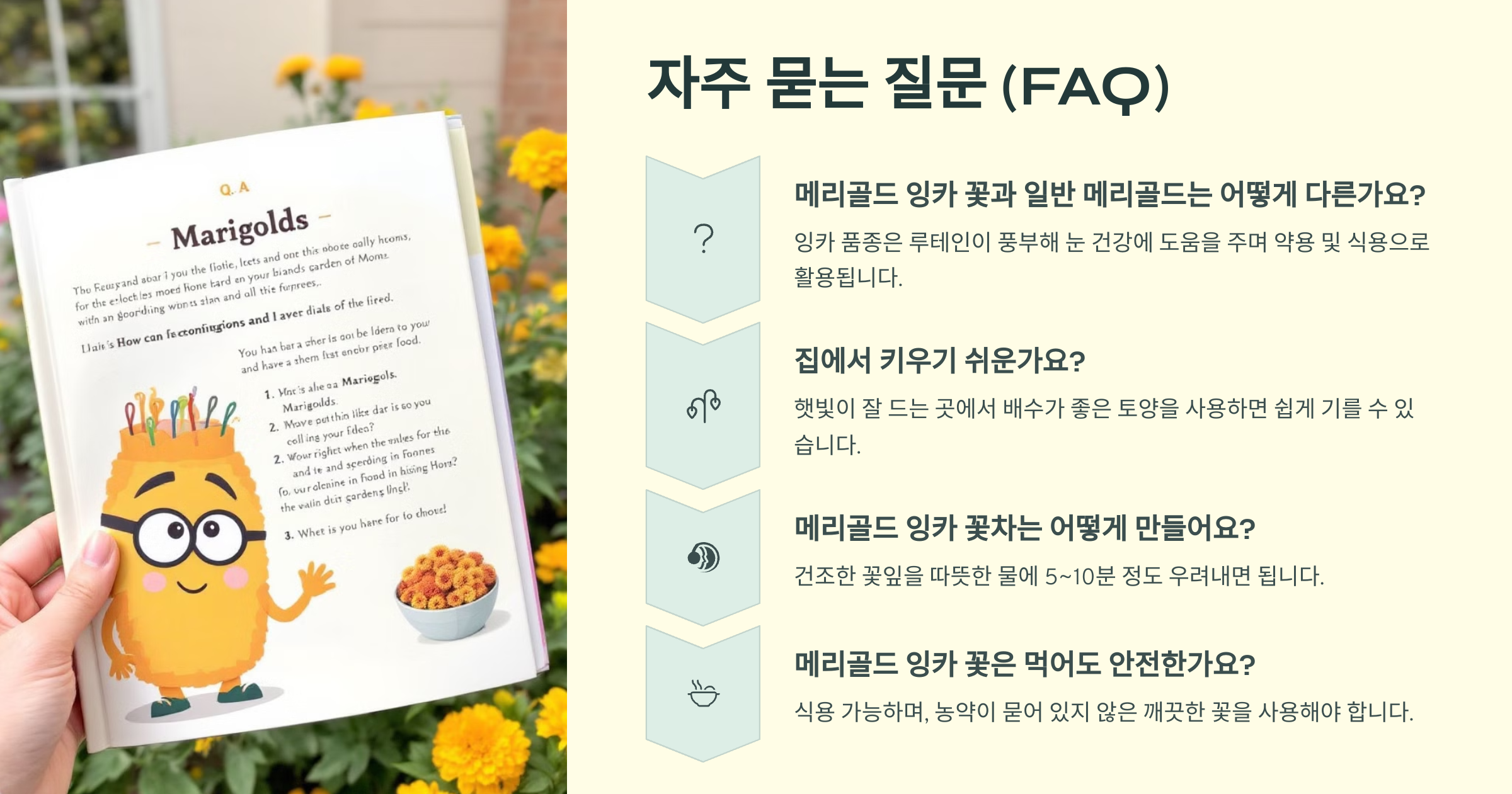 메리골드 잉카 꽃 질문 사진