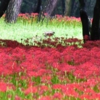 영광불갑산 상사화축제 기간 행사일정 예매하기 가을 꽃축제