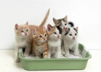 고양이 발정 기간 증상 대처_3