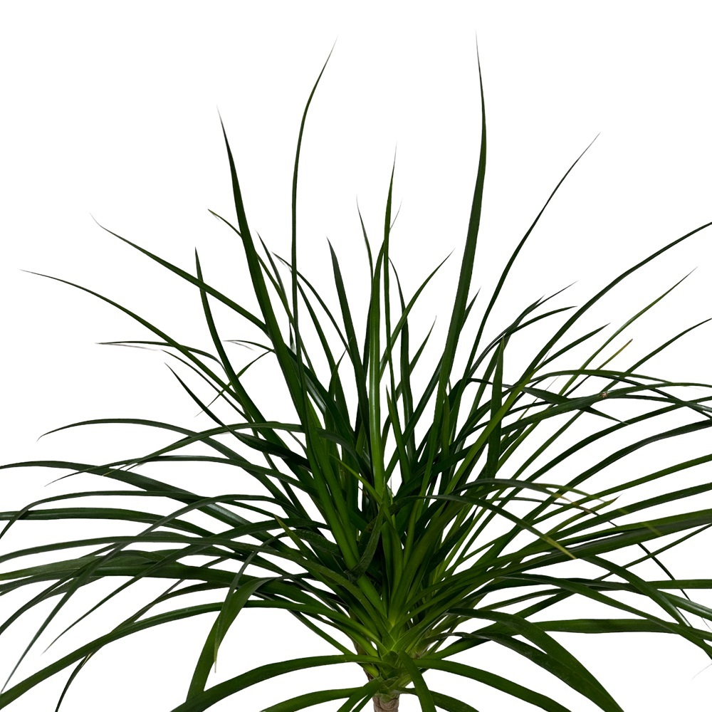 드라세나 드라코 키우기