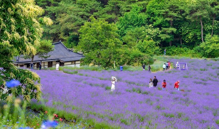 라벤더축제 / 라벤더 꽃말 / 라벤더 효능