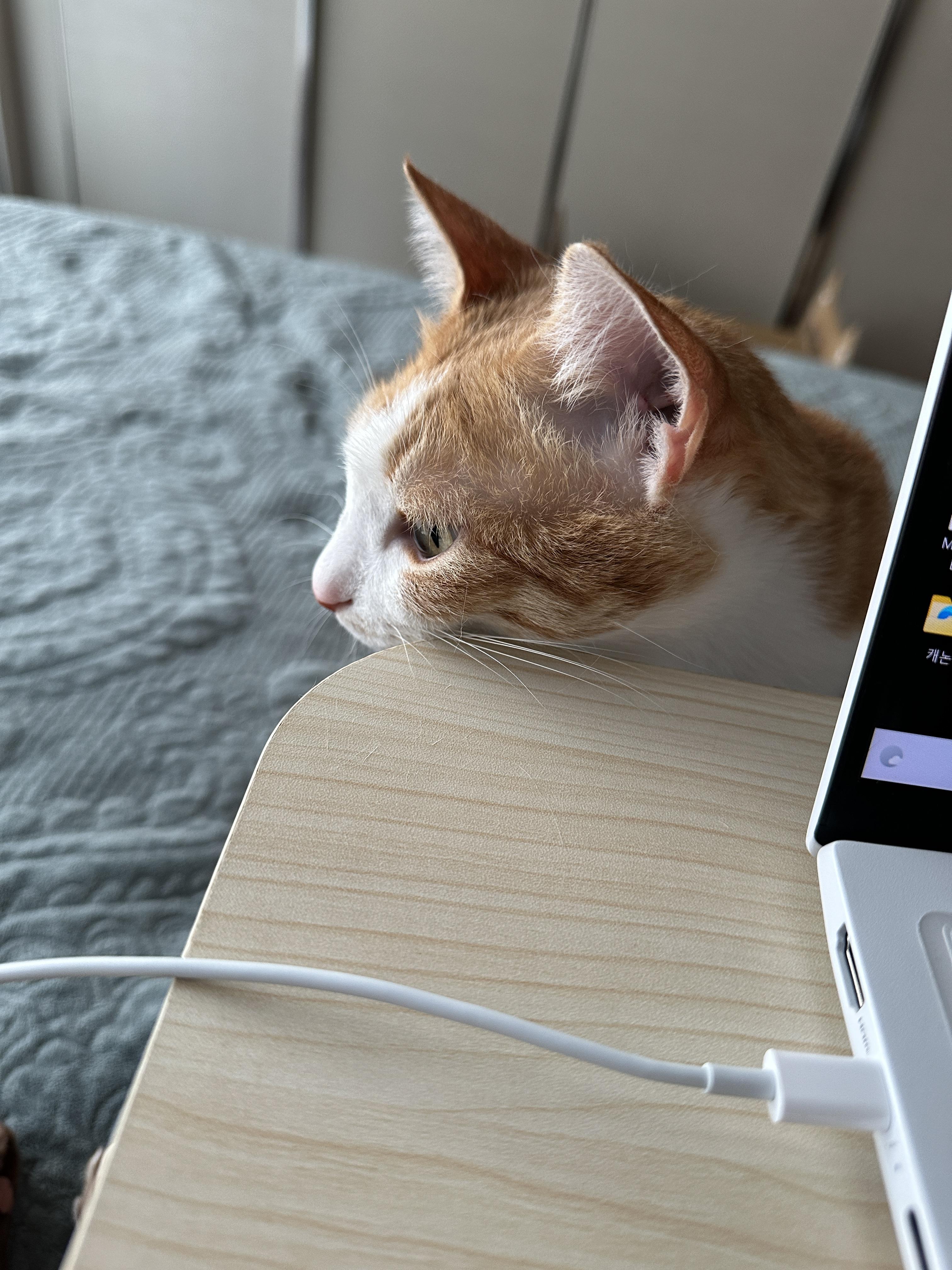 칭얼칭얼을 행동으로 보여주는 고양이 (feat. 사랑스러운 호야)