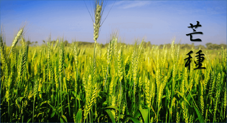 계절의 변화를 세분화한 24 절기 중 '망종' 이해하기