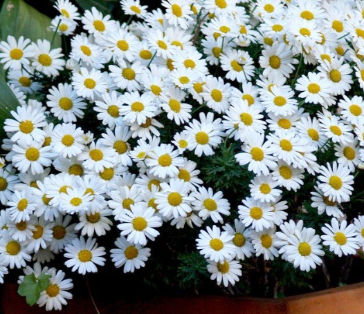 가을에 피는 꽃 종류 구절초