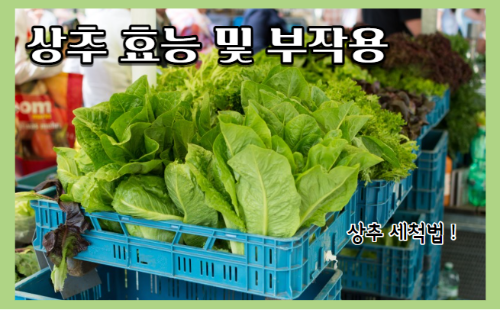 상추 효능 10가지 및 부작용과 상추 세척법 등