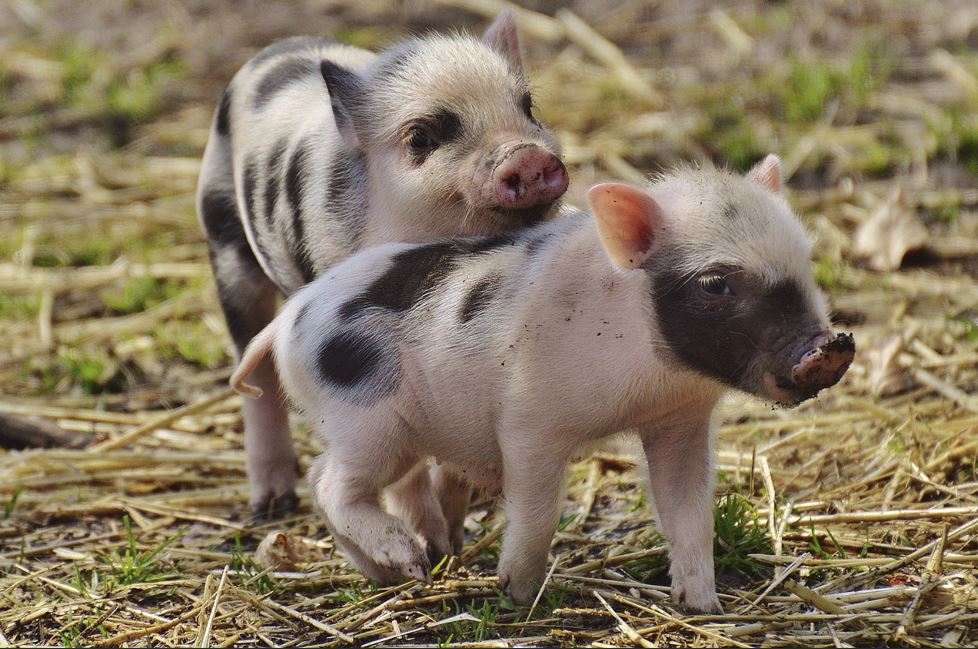 2026년 돼지띠 운세 총정리