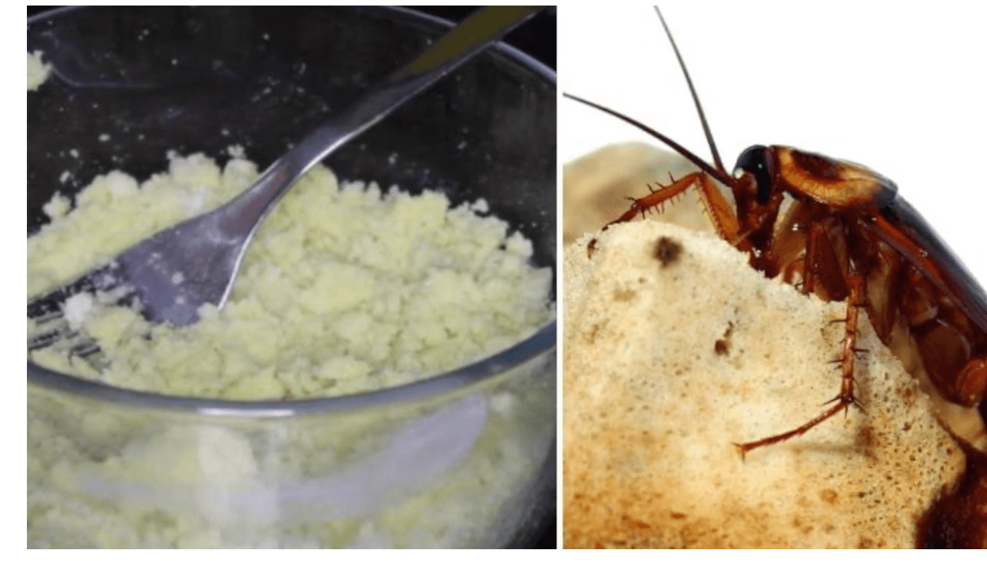바퀴벌레가 붕산을 먹는 과정