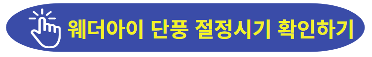 웨더아이 단풍절정시기 확인하러 가기