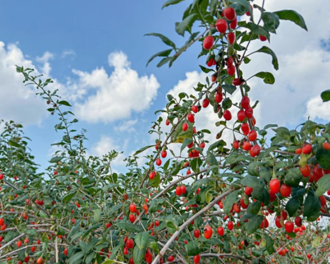 6시내고향 청양 구기자 판매처 및 주문