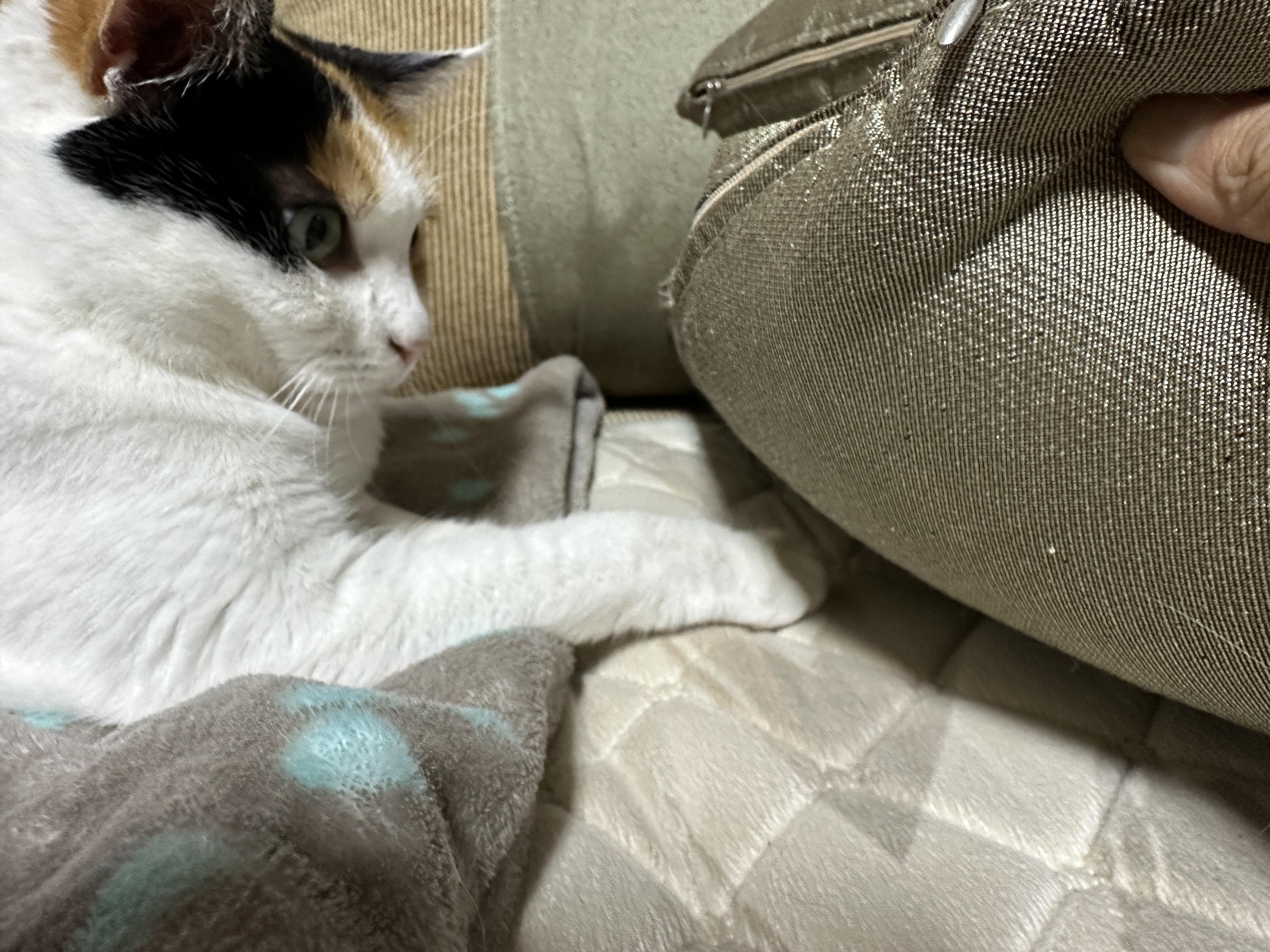 쿠션_아래에_있는_요미_앞발_확인중