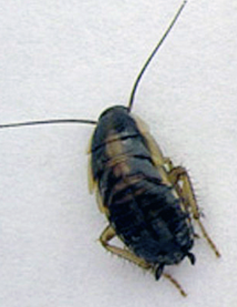 바퀴벌레 방역업체 가격