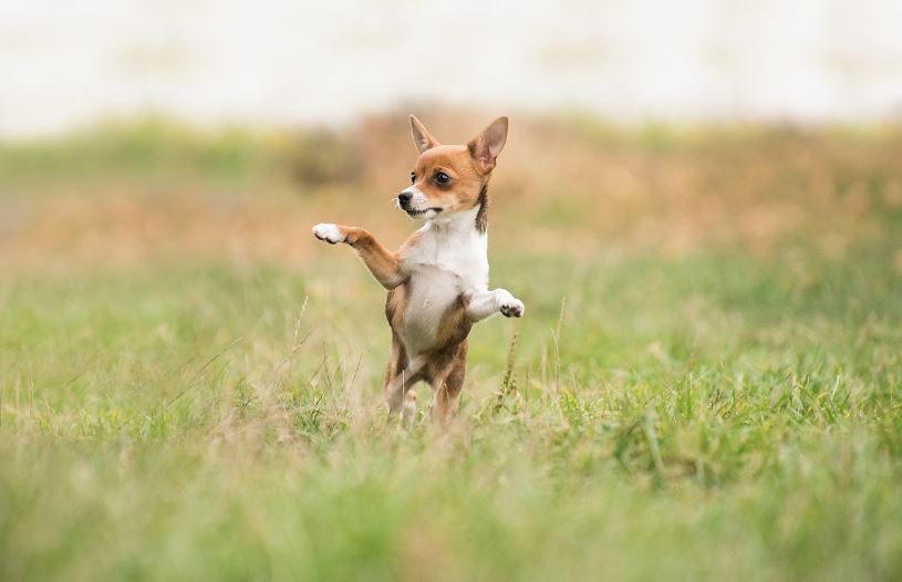유기견 무료분양 지역별 보호센터안내(알고 분양하세요)