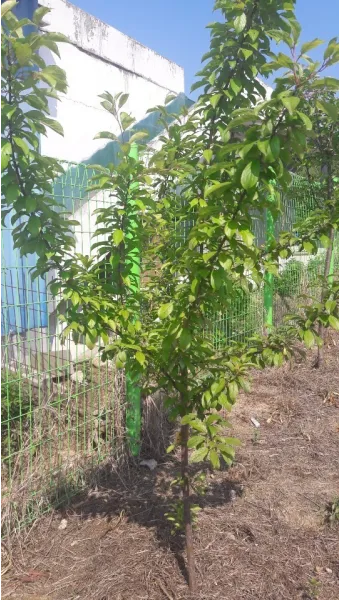 체리나무 재배법 건강한 과일 나무 키우기_5