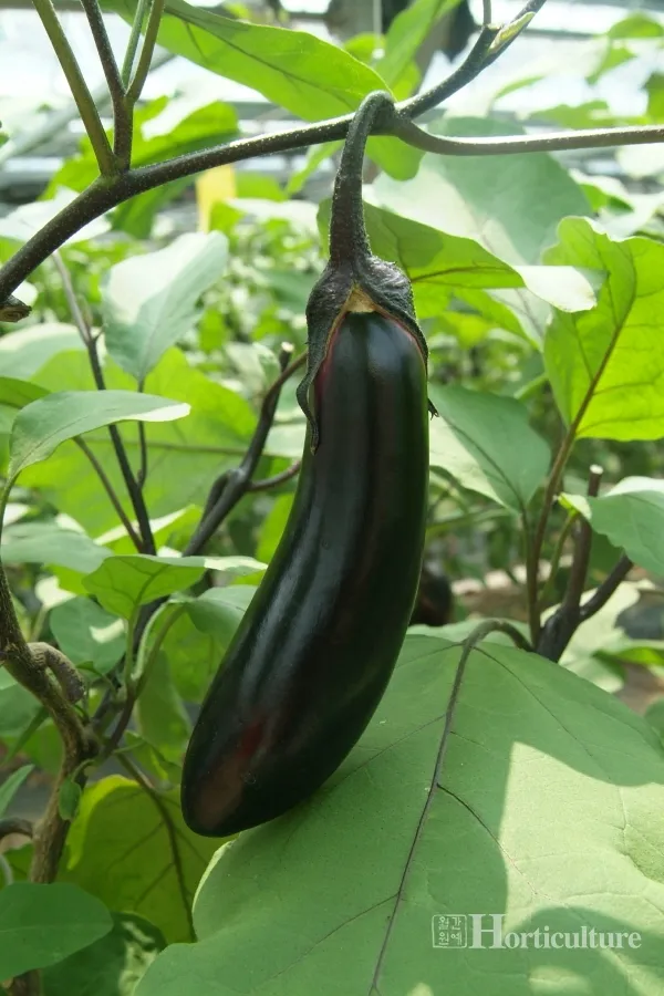 가지 재배 순 지르기 착과 관리 고온 대책_7