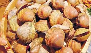 홍성남당항 새조개축제 기본일정과 프로그램 및 초대가수 소개(박서진,임선택, 전미경 출연)